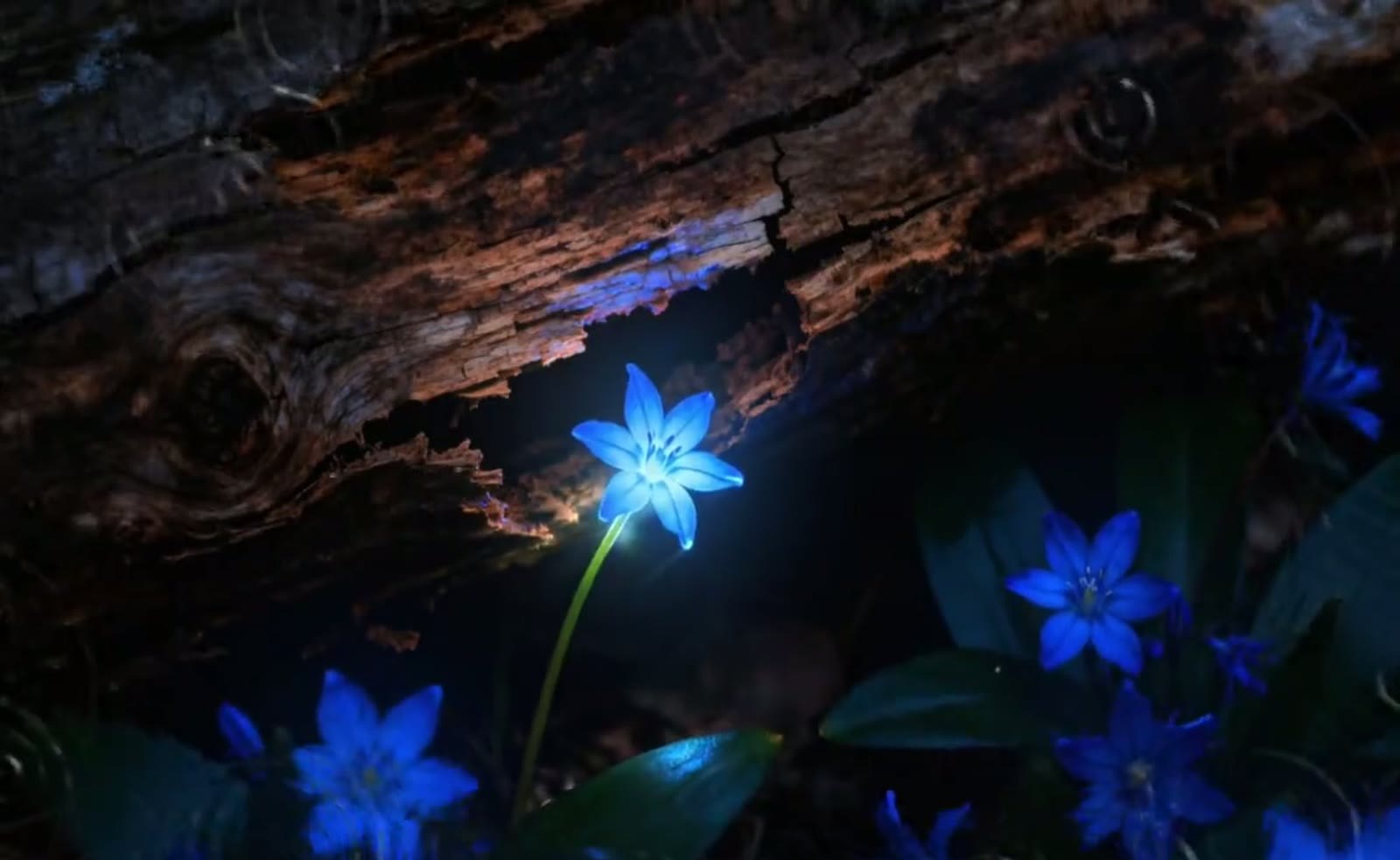结束关键帧：湿润花果到枯木蒙太奇