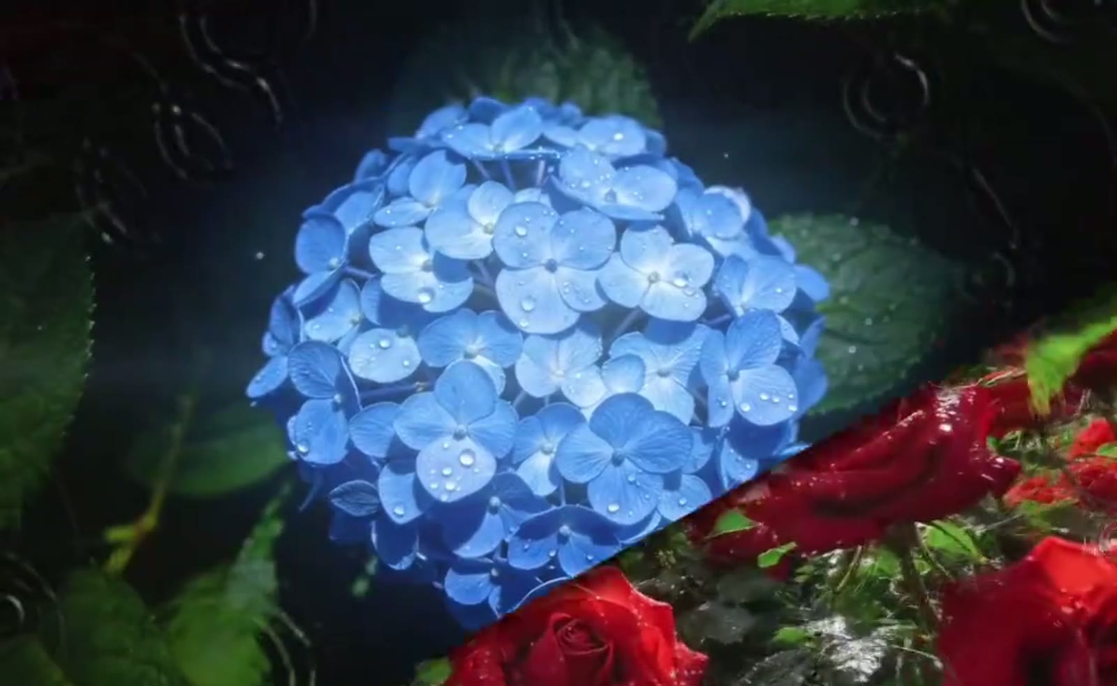 中间关键帧：湿润花果到枯木蒙太奇