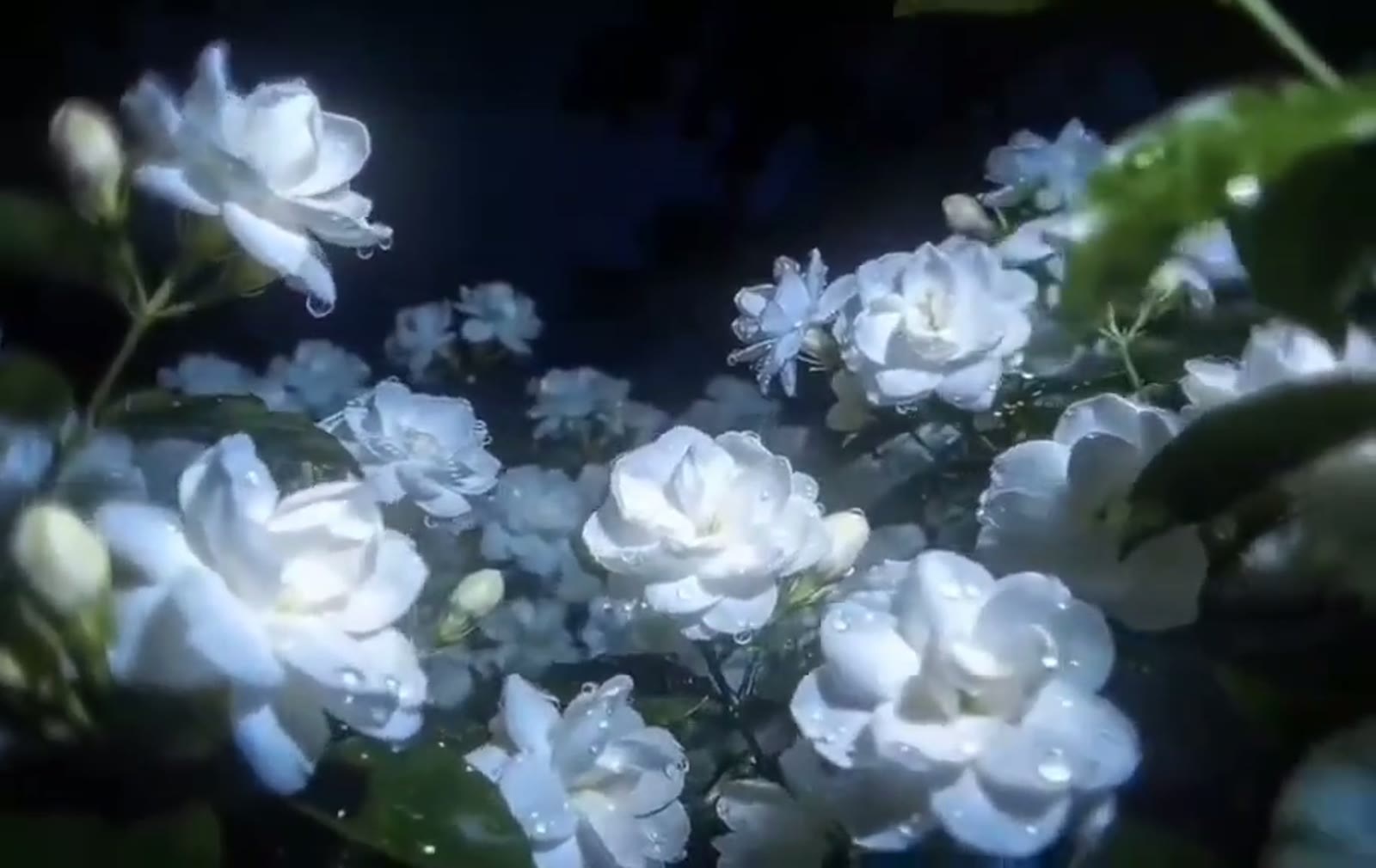结束关键帧：白色重瓣花微摆