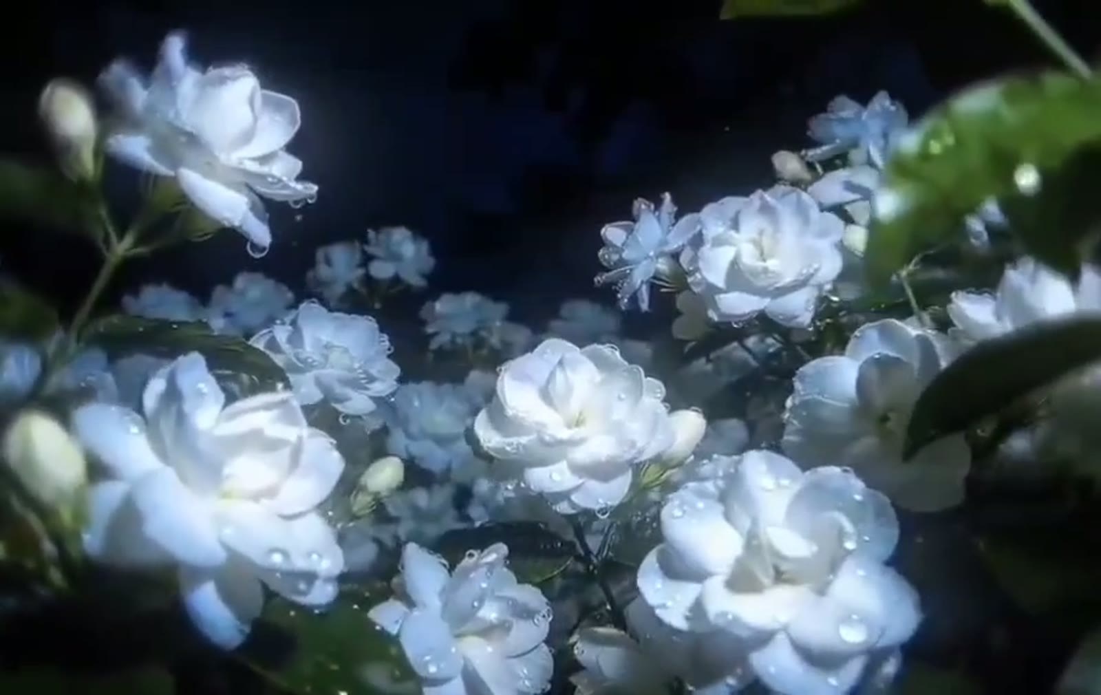 中间关键帧：白色重瓣花微摆