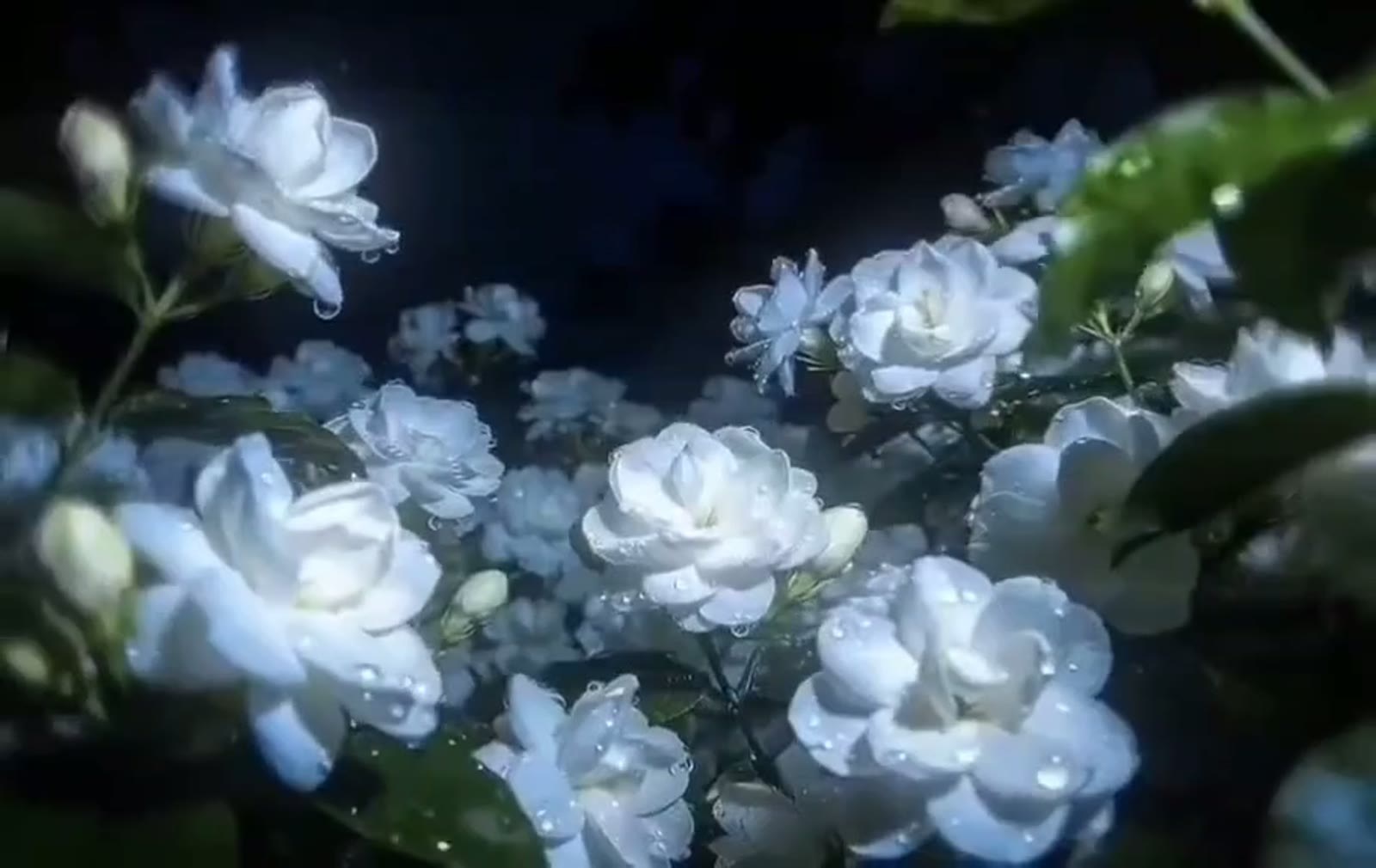白色重瓣花微摆